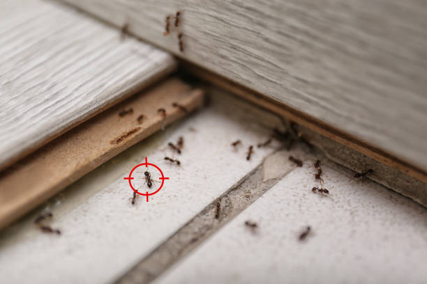 Insect Control in Hillsboro, TX