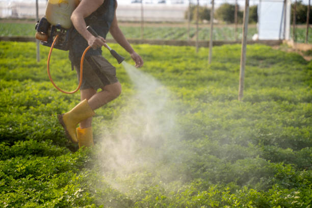 Best Pest Control Near Me in Hillsboro, TX