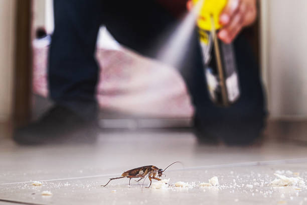 Best Best Pest Control Companies  in Hillsboro, TX